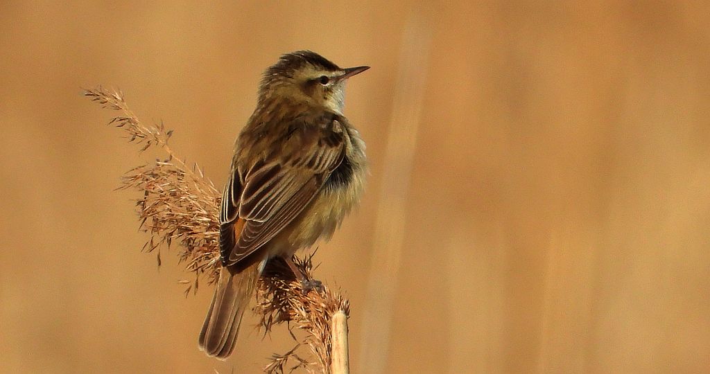 Rokitniczka (Acrocephalus schoenobaenus)