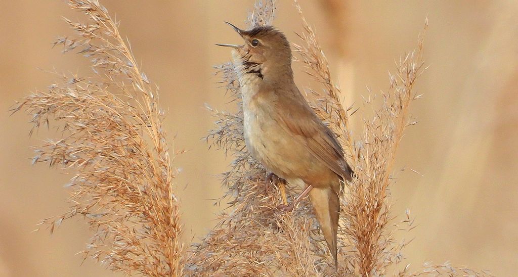 Brzęczka (Locustella luscinioides)