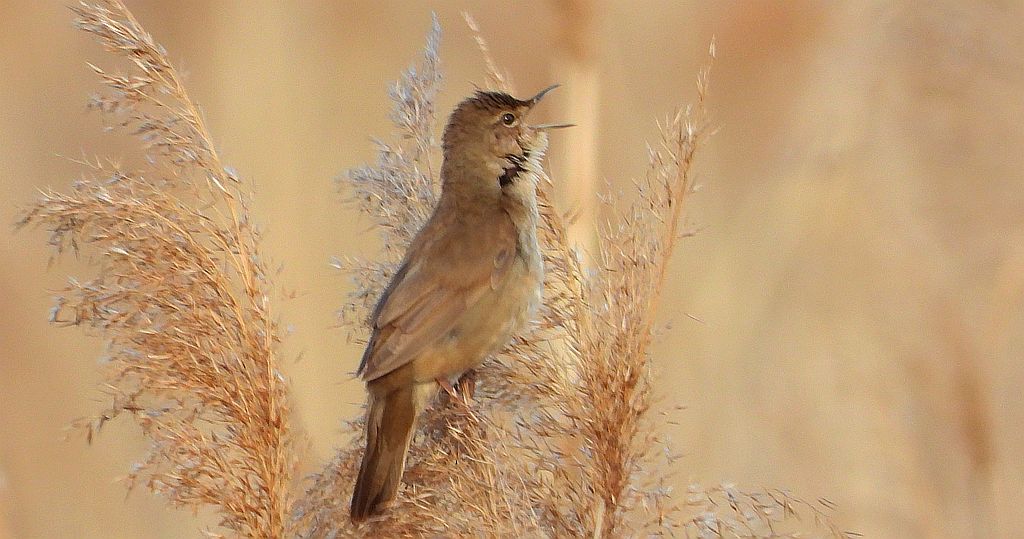 Brzęczka (Locustella luscinioides)