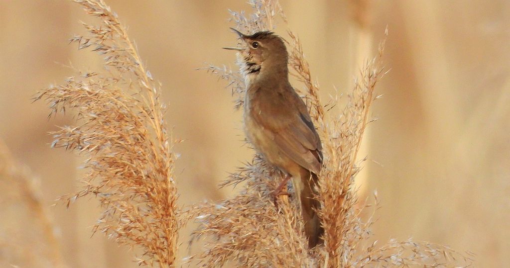 Brzęczka (Locustella luscinioides)