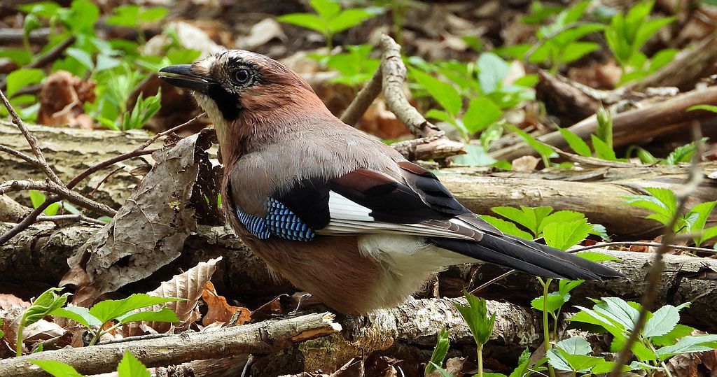 Sójka zwyczajna, sójka, sójka żołędziówka (Garrulus glandarius)