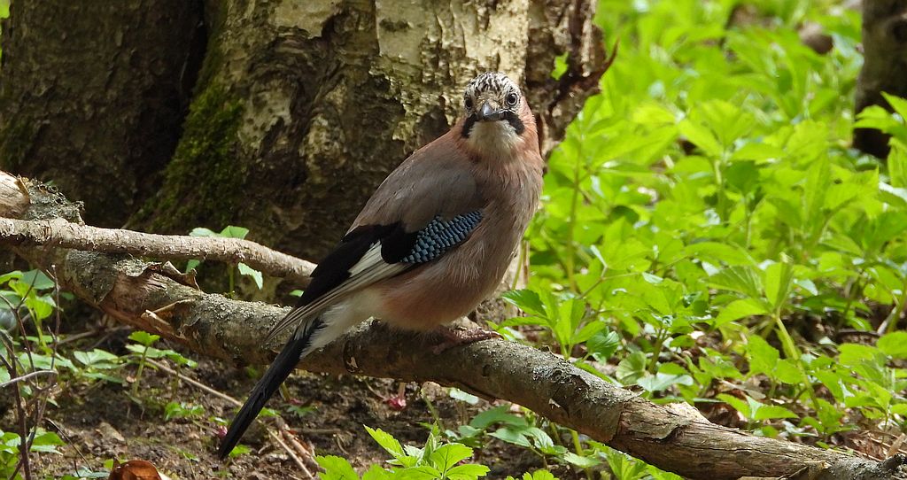 Sójka zwyczajna, sójka, sójka żołędziówka (Garrulus glandarius)