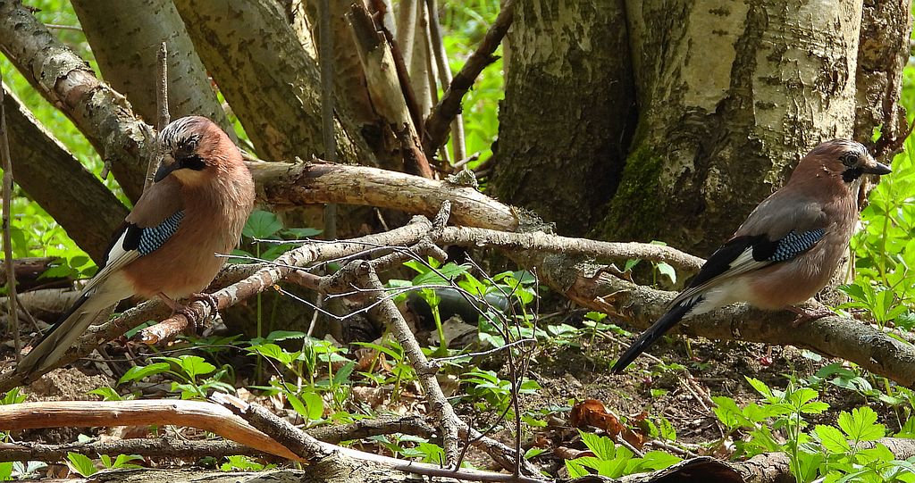 Sójka zwyczajna, sójka, sójka żołędziówka (Garrulus glandarius)