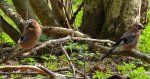 Sójka zwyczajna, sójka, sójka żołędziówka (Garrulus glandarius)