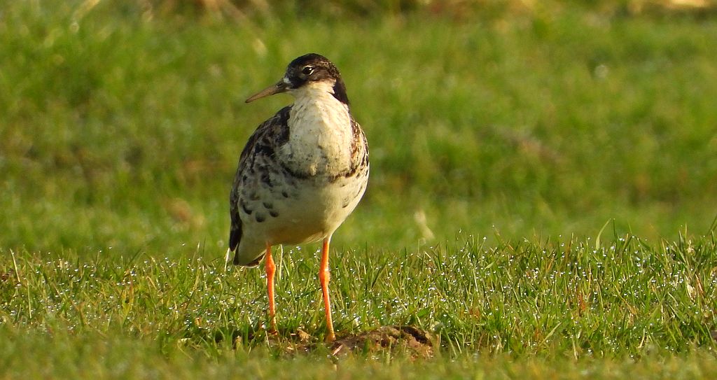 Batalion, bojownik batalion, bojownik zmienny, biegus bojownik, bojownik odmienny (Calidris pugnax)