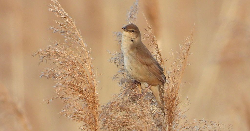 Rokitniczka (Acrocephalus schoenobaenus)