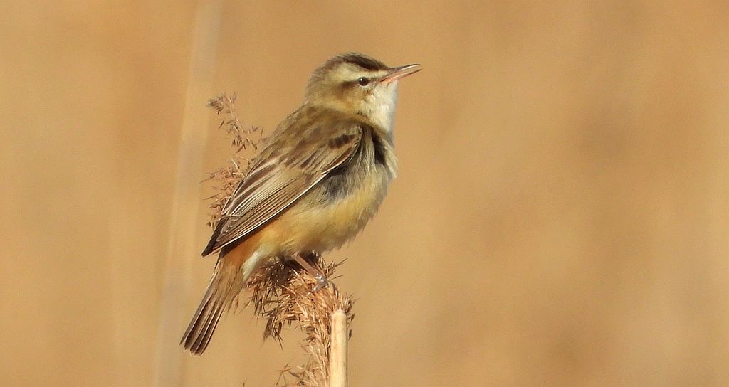 Rokitniczka (Acrocephalus schoenobaenus)