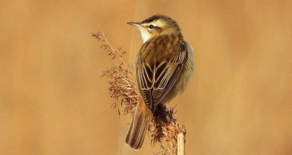Rokitniczka (Acrocephalus schoenobaenus)
