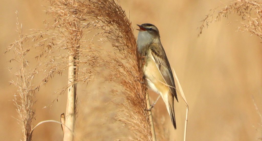 Rokitniczka (Acrocephalus schoenobaenus)