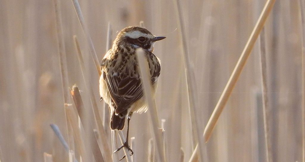 Pokląskwa (Saxicola rubetra)