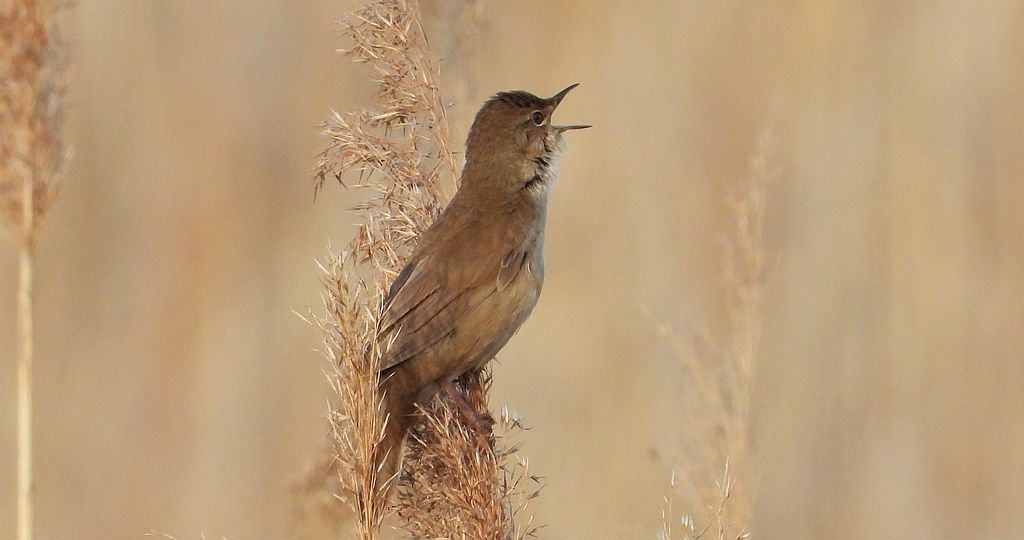 Brzęczka (Locustella luscinioides)