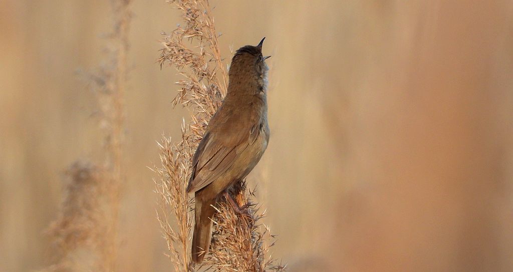 Brzęczka (Locustella luscinioides)