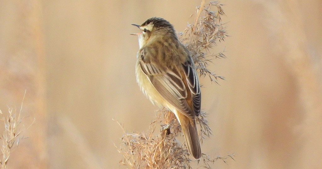 Rokitniczka (Acrocephalus schoenobaenus)
