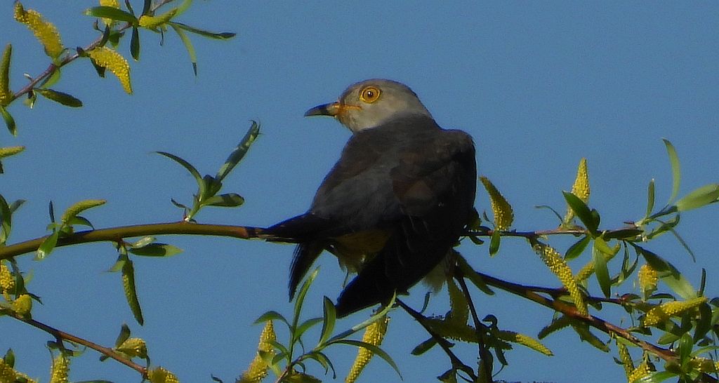 Kukułka zwyczajna, kukułka, kukułka pospolita /gżegżółka, zazula/ (Cuculus canorus)