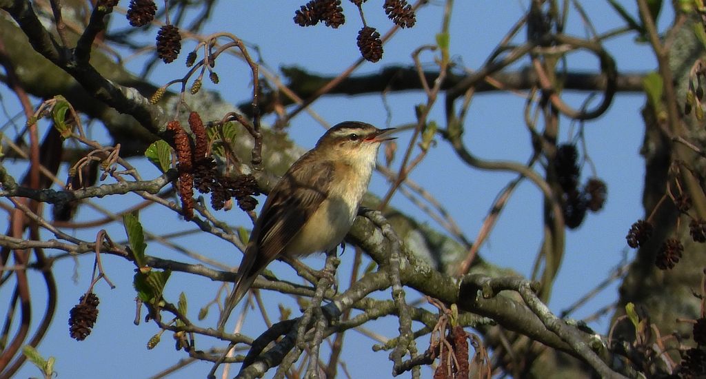 Rokitniczka (Acrocephalus schoenobaenus)