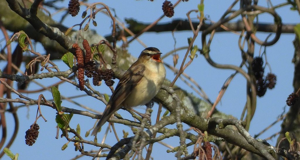 Rokitniczka (Acrocephalus schoenobaenus)