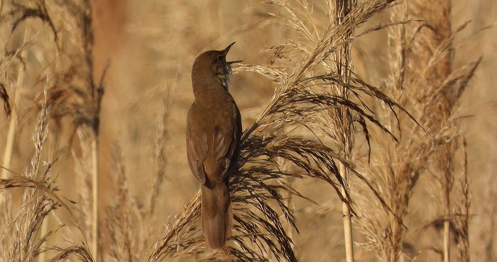 Brzęczka (Locustella luscinioides)