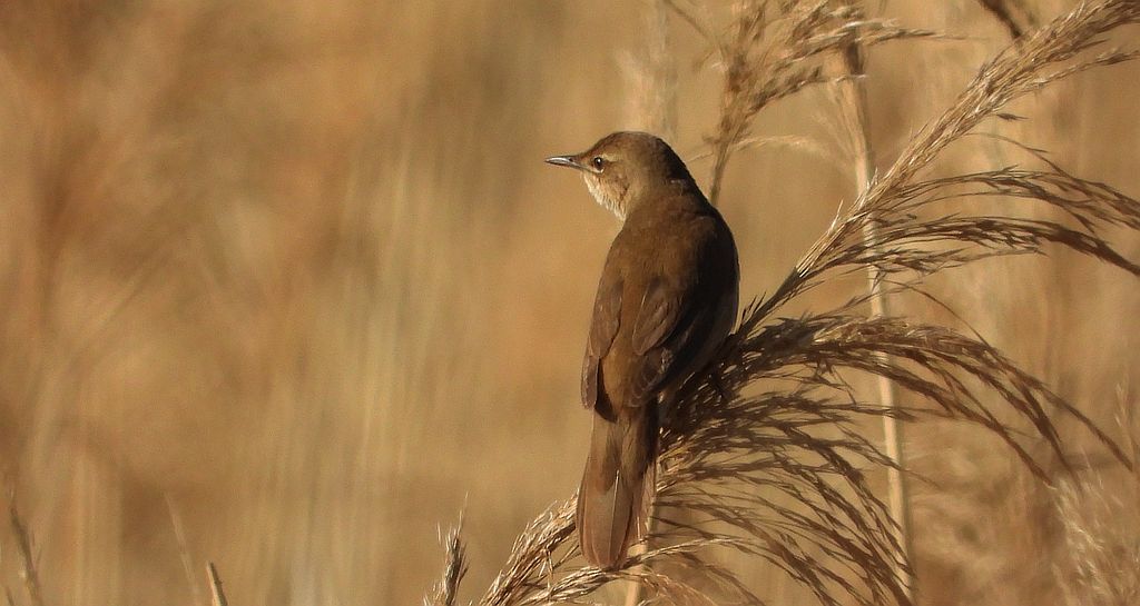 Brzęczka (Locustella luscinioides)