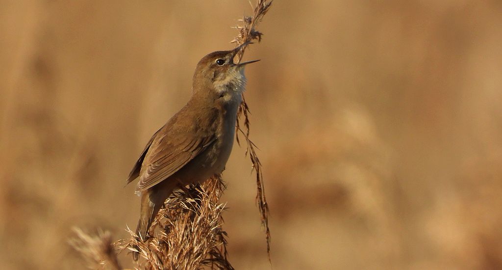 Brzęczka (Locustella luscinioides)