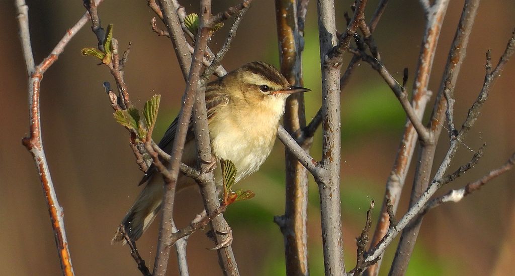 Rokitniczka (Acrocephalus schoenobaenus)