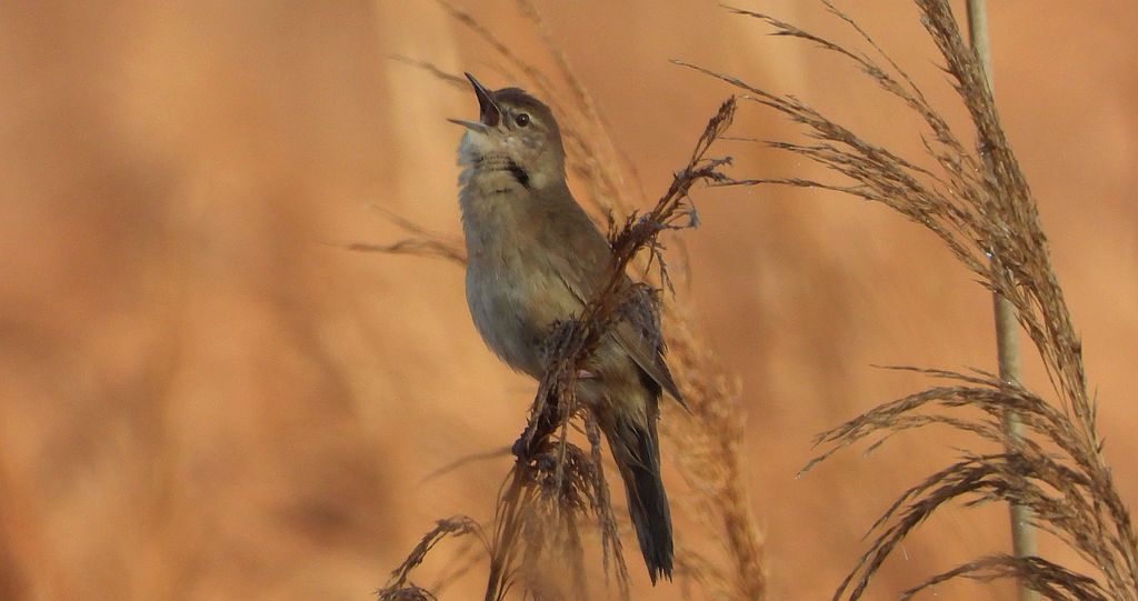 Brzęczka (Locustella luscinioides)