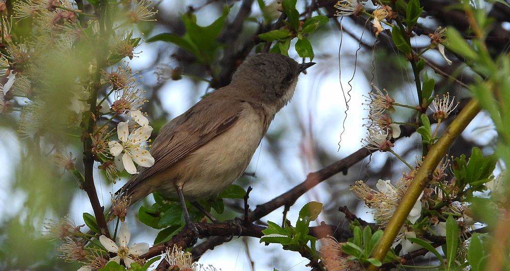 Piegża, piegża zwyczajna, gajówka piegża, pokrzewka piegża (Curruca curruca)