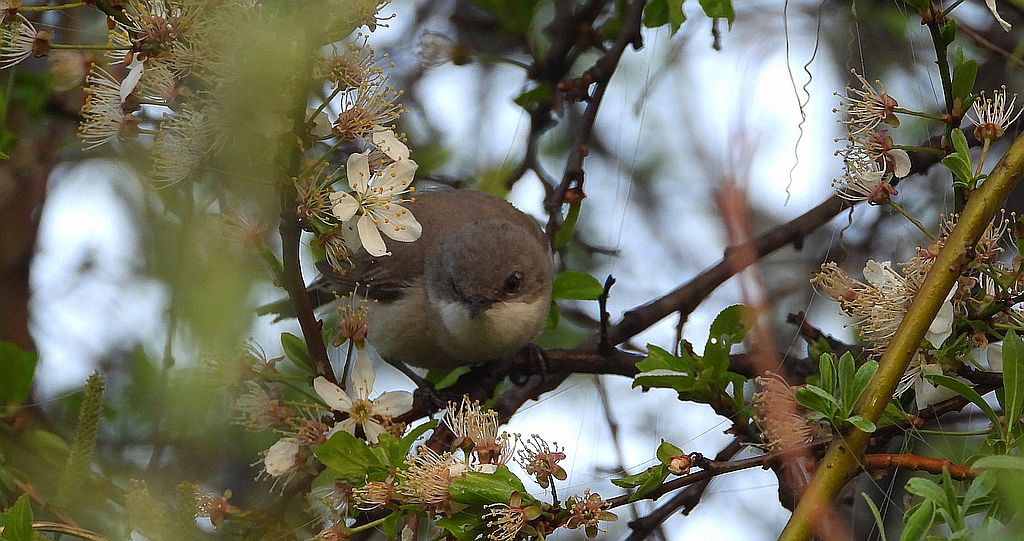 Piegża, piegża zwyczajna, gajówka piegża, pokrzewka piegża (Curruca curruca)