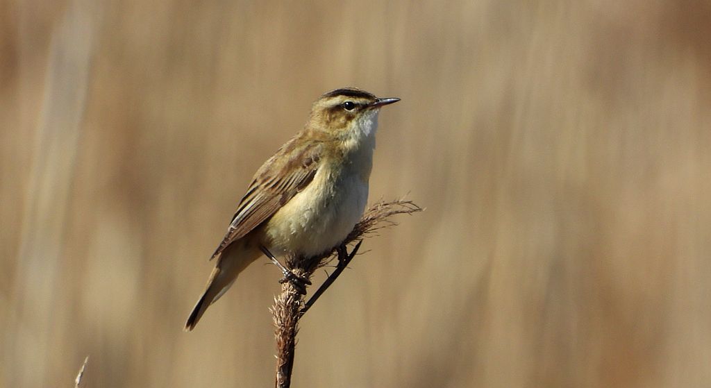 Rokitniczka (Acrocephalus schoenobaenus)