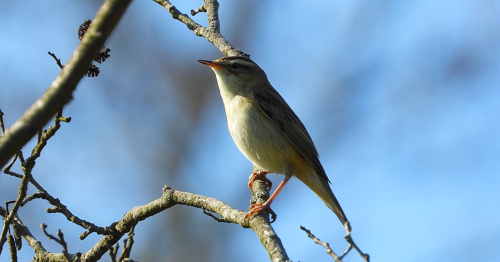 Rokitniczka (Acrocephalus schoenobaenus)