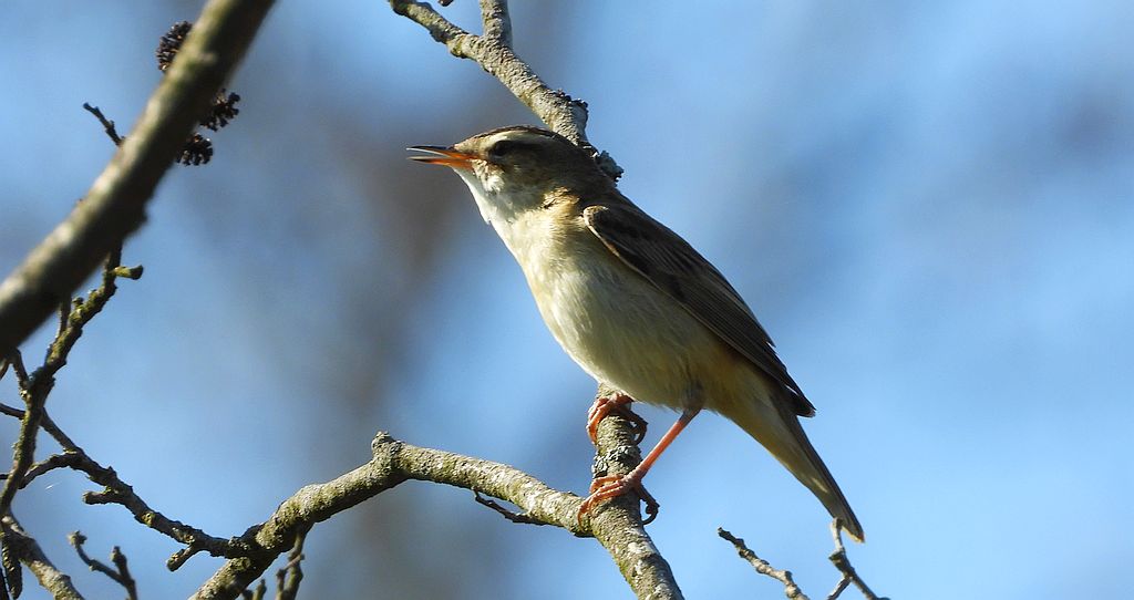 Rokitniczka (Acrocephalus schoenobaenus)