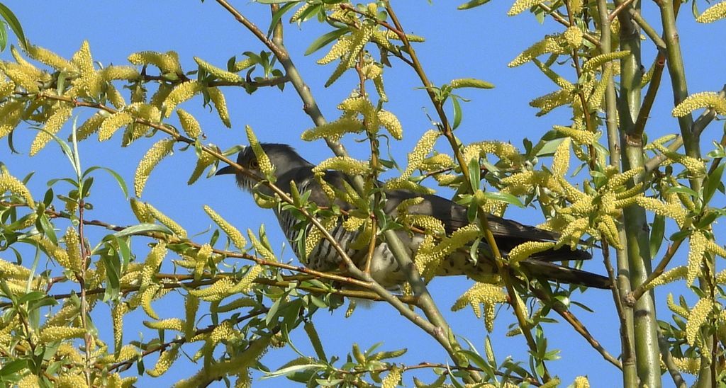 Kukułka zwyczajna, kukułka, kukułka pospolita /gżegżółka, zazula/ (Cuculus canorus)