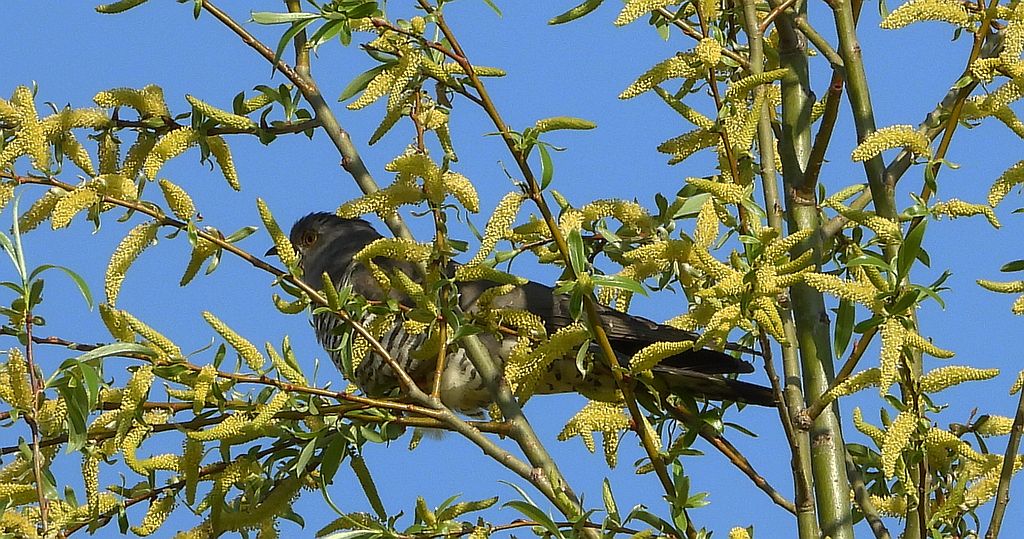 Kukułka zwyczajna, kukułka, kukułka pospolita /gżegżółka, zazula/ (Cuculus canorus)
