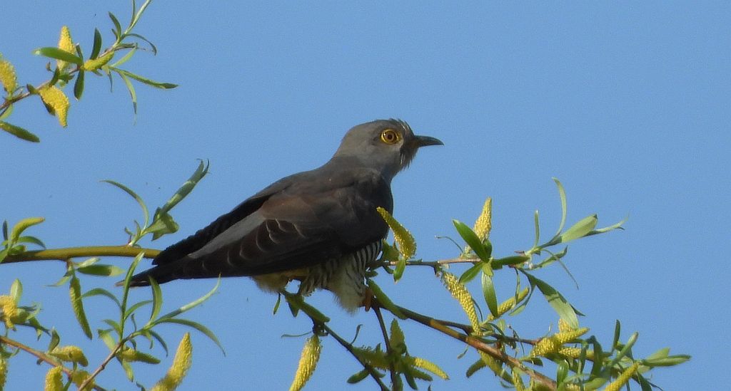 Kukułka zwyczajna, kukułka, kukułka pospolita /gżegżółka, zazula/ (Cuculus canorus)