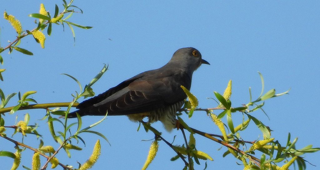 Kukułka zwyczajna, kukułka, kukułka pospolita /gżegżółka, zazula/ (Cuculus canorus)