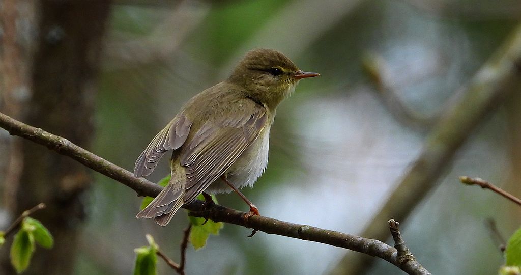Pierwiosnek, pierwiosnek zwyczajny (Phylloscopus collybita)