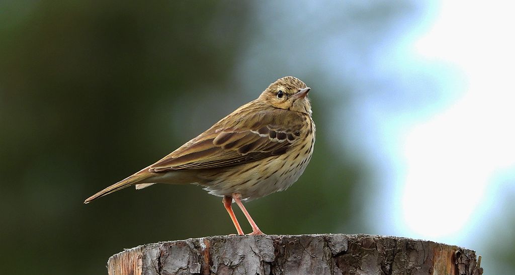 Świergotek drzewny (Anthus trivialis)