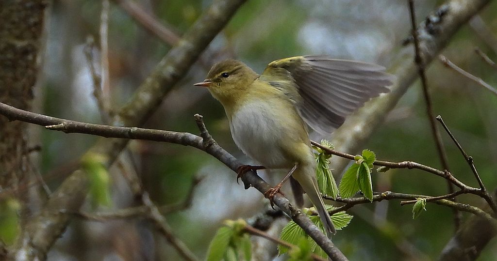 Pierwiosnek, pierwiosnek zwyczajny (Phylloscopus collybita)