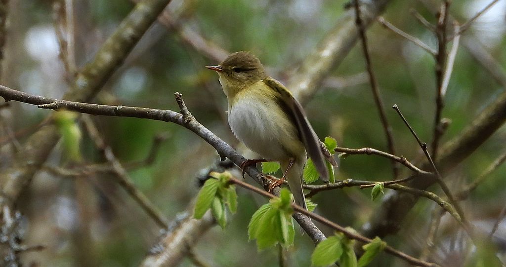 Pierwiosnek, pierwiosnek zwyczajny (Phylloscopus collybita)