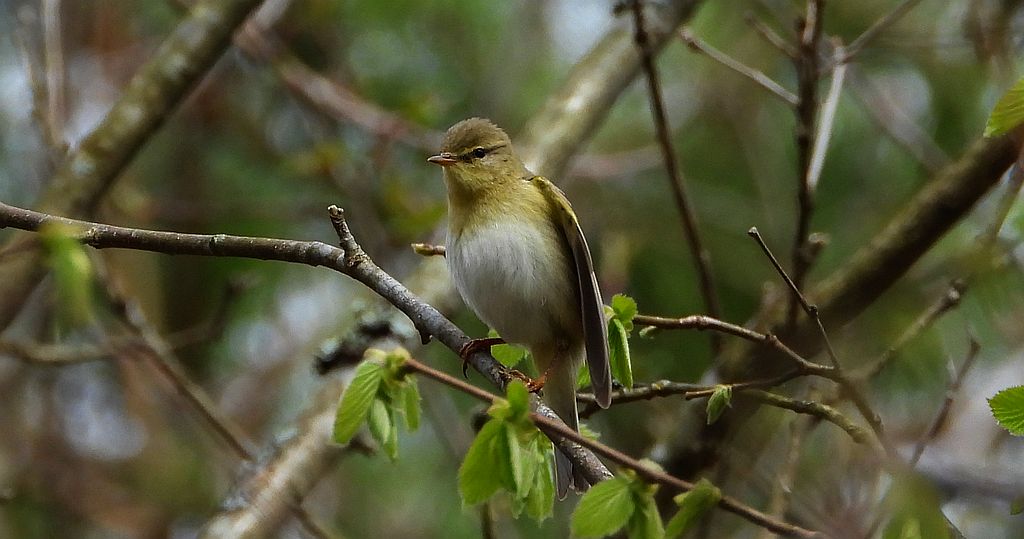 Pierwiosnek, pierwiosnek zwyczajny (Phylloscopus collybita)