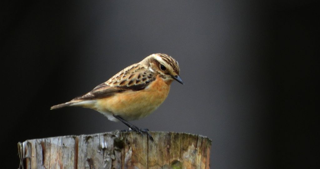 Pokląskwa (Saxicola rubetra)