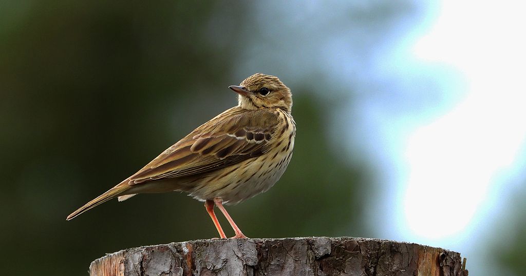 Świergotek drzewny (Anthus trivialis)