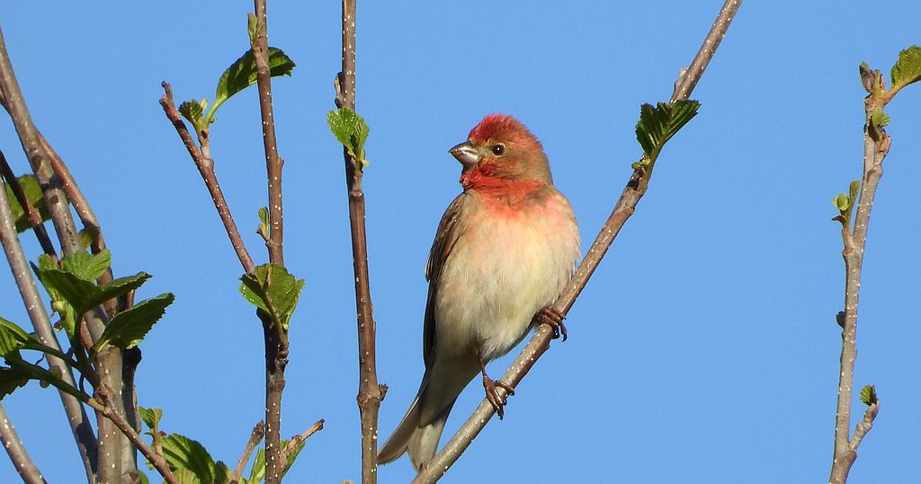 Dziwonia zwyczajna, dziwonia (Erythrina erythrina)