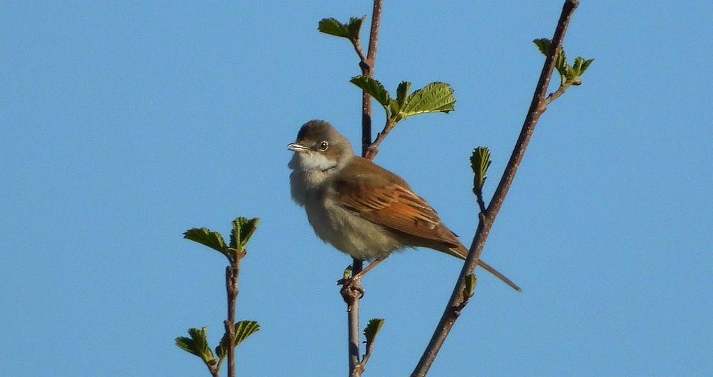 Cierniówka, pokrzewka cierniówka (Curruca communis)