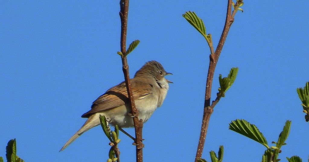 Cierniówka, pokrzewka cierniówka (Curruca communis)