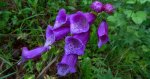 Naparstnica purpurowa (Digitalis purpurea)