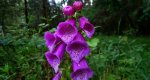 Naparstnica purpurowa (Digitalis purpurea)