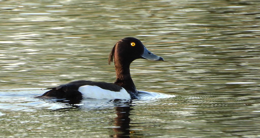 Czernica, kaczka czernica, kaczka czubata, kaczka czarnoczuba (Aythya fuligula)