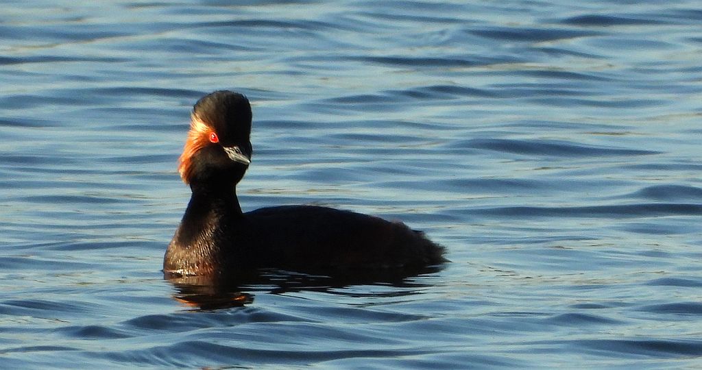 Zausznik, perkoz zausznik (Podiceps nigricollis)