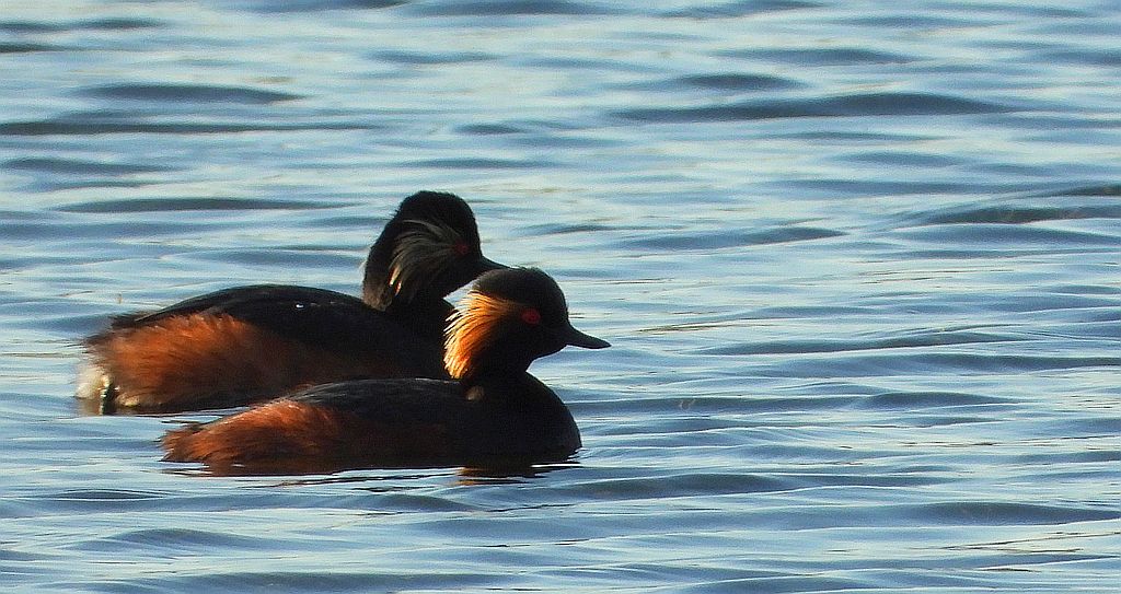 Zausznik, perkoz zausznik (Podiceps nigricollis)