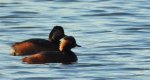 Zausznik, perkoz zausznik (Podiceps nigricollis)